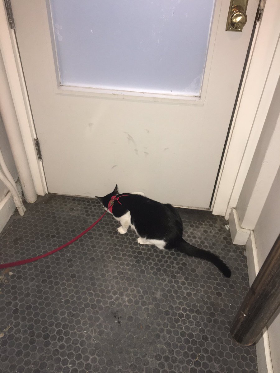 owenbabey's tweet photo. you foolse,, i have become too powerfulle,, i weare the leashe today,, but you will weare it tomorrowe https://t.co/HpCHhAg4QF