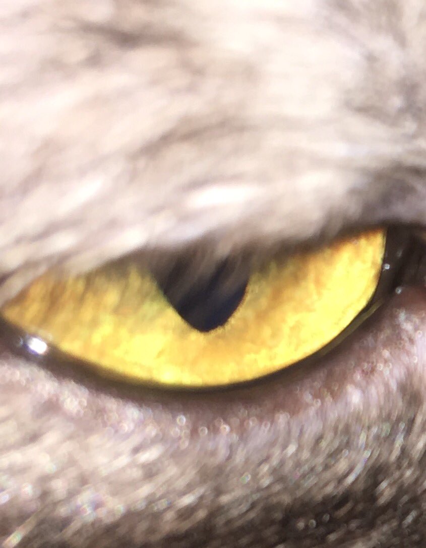 RaeHarkness's tweet photo. ⁦@basepaws⁩ in honor of #WackyEyeWednesday , I got “the eye” https://t.co/Stb2HhbG68