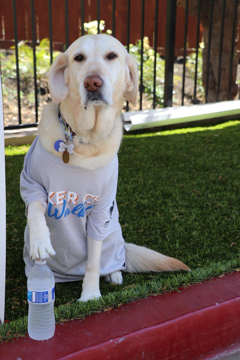 NICST_Official's tweet photo. Here at D4D, we are so excited about our @Dogs4Diabetics Poker Chip Walk! Fundraisers like this allow us to offer these highly trained #MedicalAlertDogs at no cost to our clients. We couldn't do it without your help. Sign up to walk or donate: https://t.co/ohOXT3h1bo. https://t.co/31UD6fxax9
