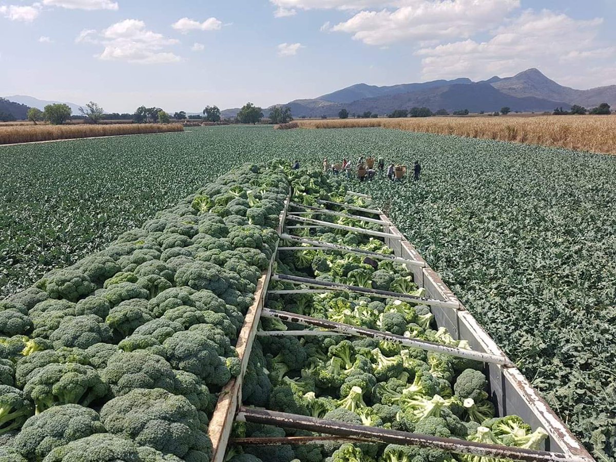 GroupbcmOne's tweet image. Brócoli para consumo nacional entrega en todo el país, calidad de exportación