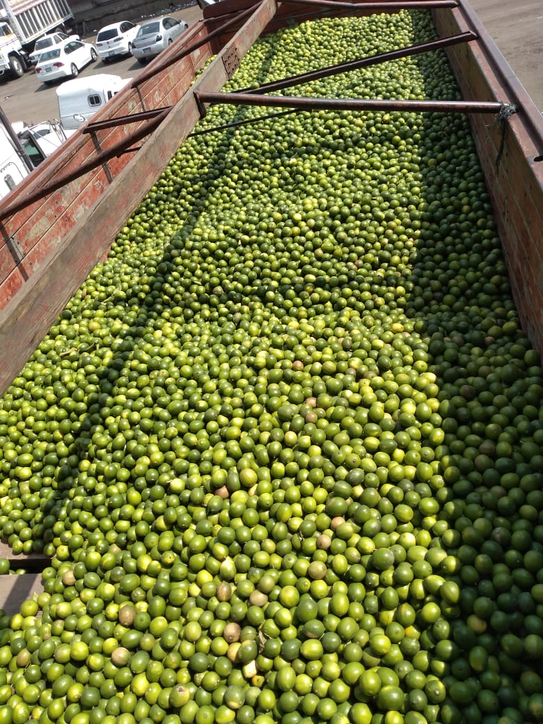 GroupbcmOne's tweet image. Limón persa de 1a entrega a todo el país, calidad de exportación