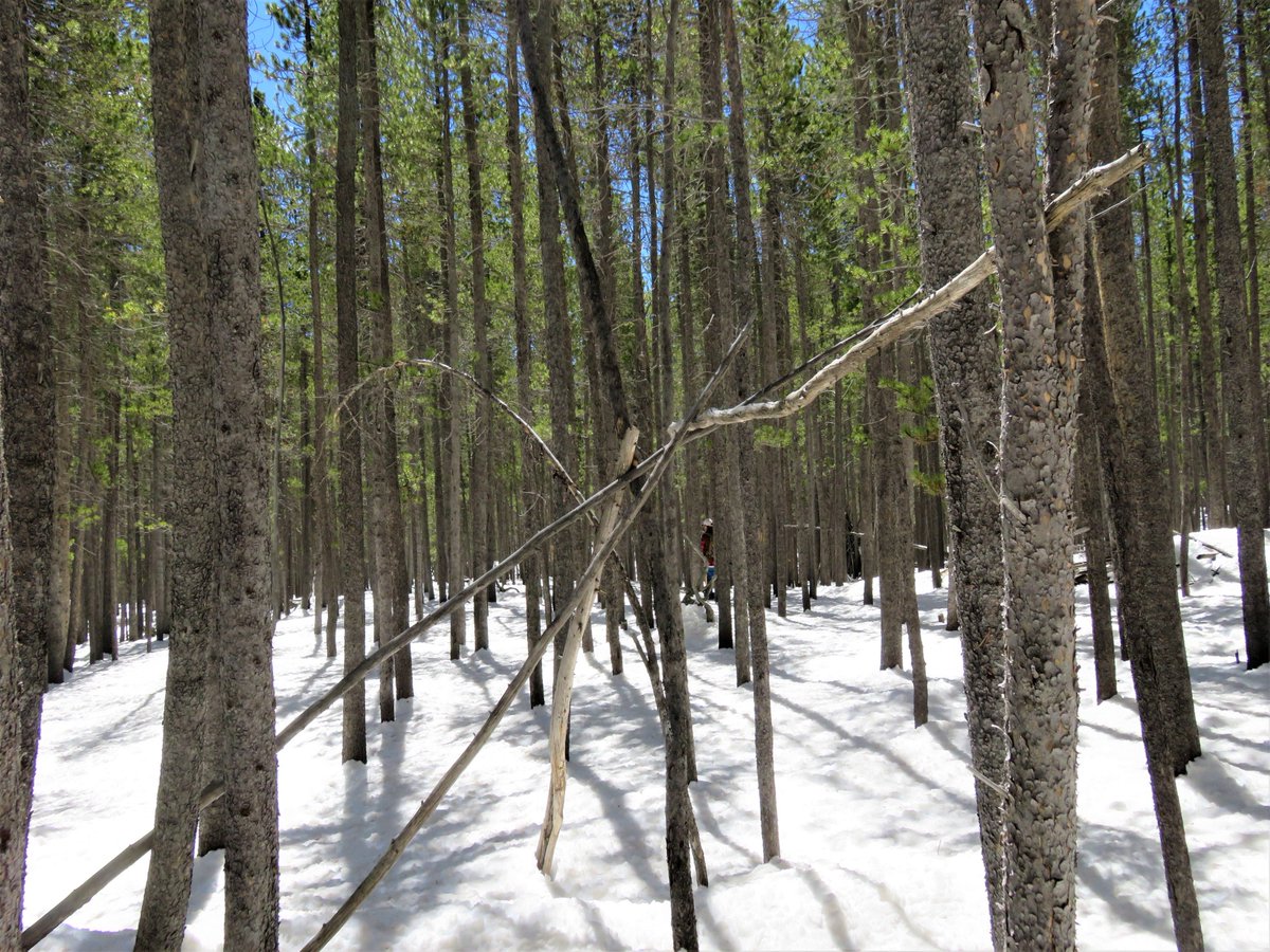 SasquatchJourn1's tweet image. This is such a simple little structure, almost delicate. I think that's why I like it. #treestructure #bigfoot #Sasquatch #Myths #legends