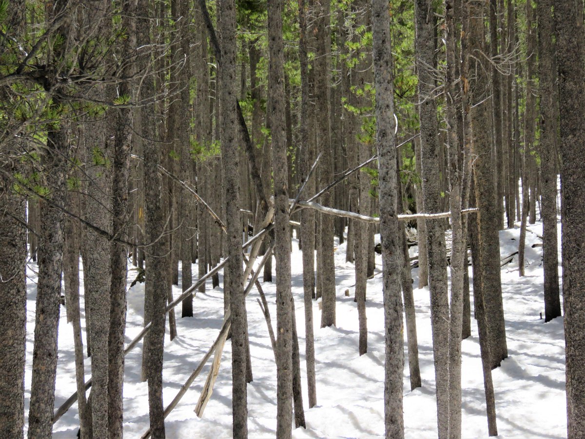SasquatchJourn1's tweet image. This is such a simple little structure, almost delicate. I think that's why I like it. #treestructure #bigfoot #Sasquatch #Myths #legends