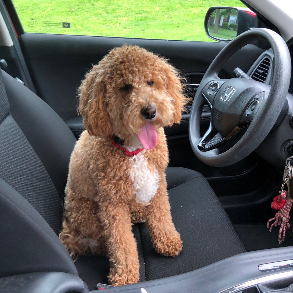servicedogmoxie's tweet photo. Moxieโs wanting to up her training and take drivers ed...reaching the pedals could be tough though! #servicedoghandler #servicedog #servicedoglife #servicedogintraining #driversed #goldendoodle #puppy #puppylove #moxiesmission https://t.co/stnQD7Iudx