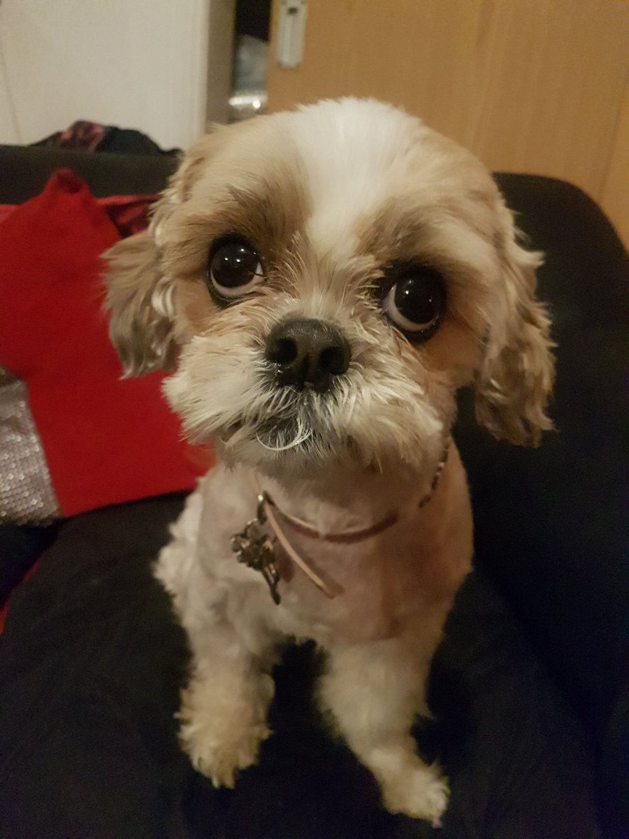 shazzytartan37's tweet photo. #permissionfromsajid is it ok if my dog Miss Oodles le poodles goes to Galashiels for the all @AUOBSCOT #indy2 March.#IndyRef2 #Snp #yellowmap #EU https://t.co/KY6evFggO8