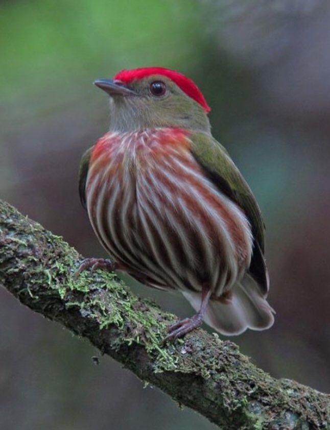 Dreamya44's tweet photo. Le #ManakinRubis (#MachaeropterusRegulus) est une #Espèce d'#Oiseaux de la #Famille des #Pipridae. Cette espèce est endémique du Sud-Est du #Brésil https://t.co/gip3hVwasE