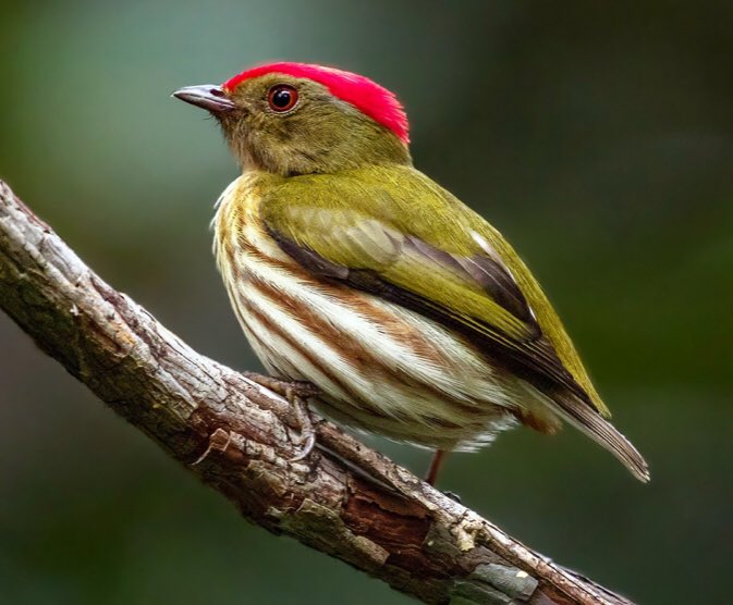 Dreamya44's tweet photo. Le #ManakinRubis (#MachaeropterusRegulus) est une #Espèce d'#Oiseaux de la #Famille des #Pipridae. Cette espèce est endémique du Sud-Est du #Brésil https://t.co/gip3hVwasE