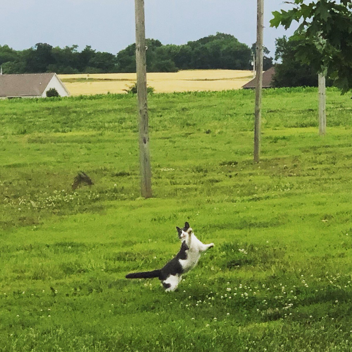 MBRDISTILLERY's tweet photo. Silo, one of our more energetic distillery cats, is shirking his mouse duty. Luckily, the birds are teaching him a lesson with their airborne aerobics.
#distillerycats #mousefail #airshow #mbroland #mbrolanddistillery https://t.co/hQ8xK8BrwZ