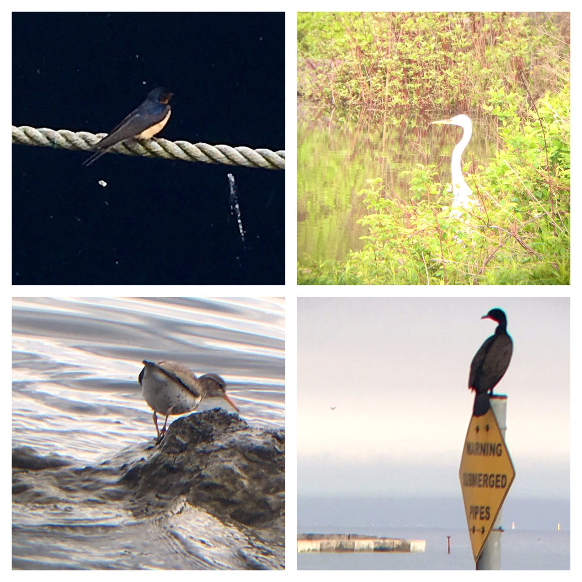 Ontario Place bird notes #4 | Over 22 species spotted this evening - including many barn swallows, an egret, spotted sandpiper, dozens of cormorants, cliff swallows, chimney swift, gray catbird, cedar waxwings, American goldfinch, and a mink!
