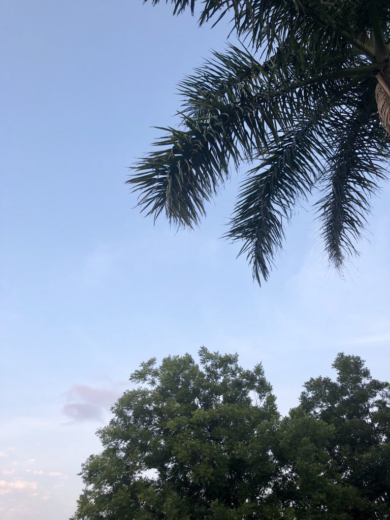 CityOfMissionTX's tweet photo. Perfect evening for a 🏃🏻♀️ 🏃! Get out there and ENJOY 😉 it. #FitMission #OurMission #AAC2019 https://t.co/02Tx6dAMj2