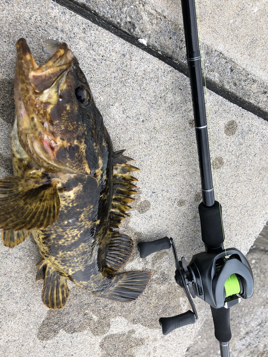 Ken やっぱり引くよね ベッコウゾイ タケノコメバル 青森県 エクスセンス フリリグ