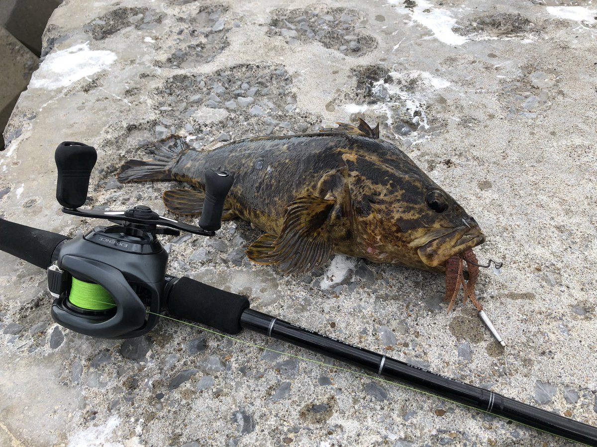 Ken やっぱり引くよね ベッコウゾイ タケノコメバル 青森県 エクスセンス フリリグ