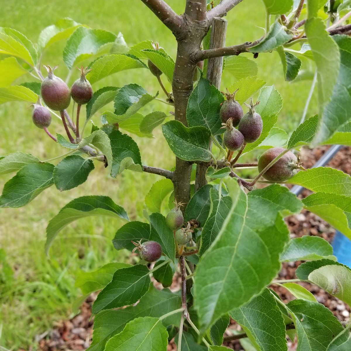 It will be a very small crop from only a few of the varieties, but we actually get apples this year!