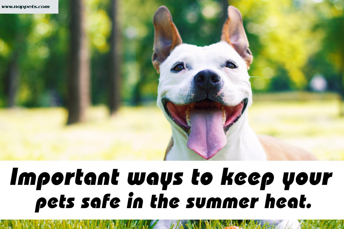 nappetindia's tweet photo. Important Ways To Keep Your Pets Safe In The Summer Heat...
https://t.co/KO5Y2xkTDj
#doglovers #petowner #petproducts #petlovers #pettips #petsafety #petoftheday #nappets #dogsafety #onlinepetstore #petsummer #summerhet #petimportanttips https://t.co/aGEGw7U610