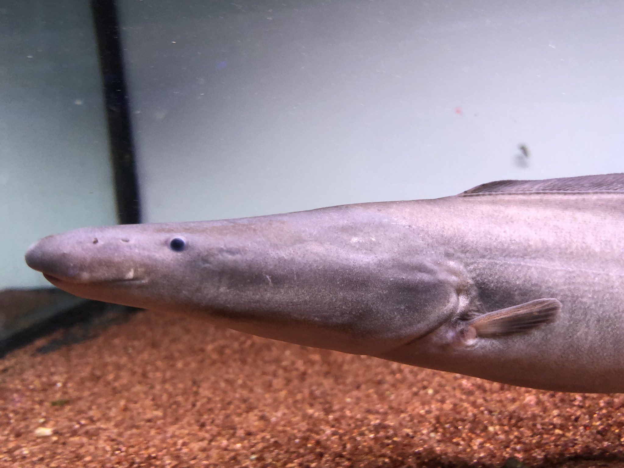 تويتر リミックスみなと熱帯魚 على تويتر ジムナーカス45cmくらい 中々見ない大型サイズ イルカ顔した可愛い熱帯魚です 性格は凶暴なので単独で飼いましょう アクアリウム 大型魚 熱帯魚 可愛い顔 凶暴 T Co 937wunnnpt