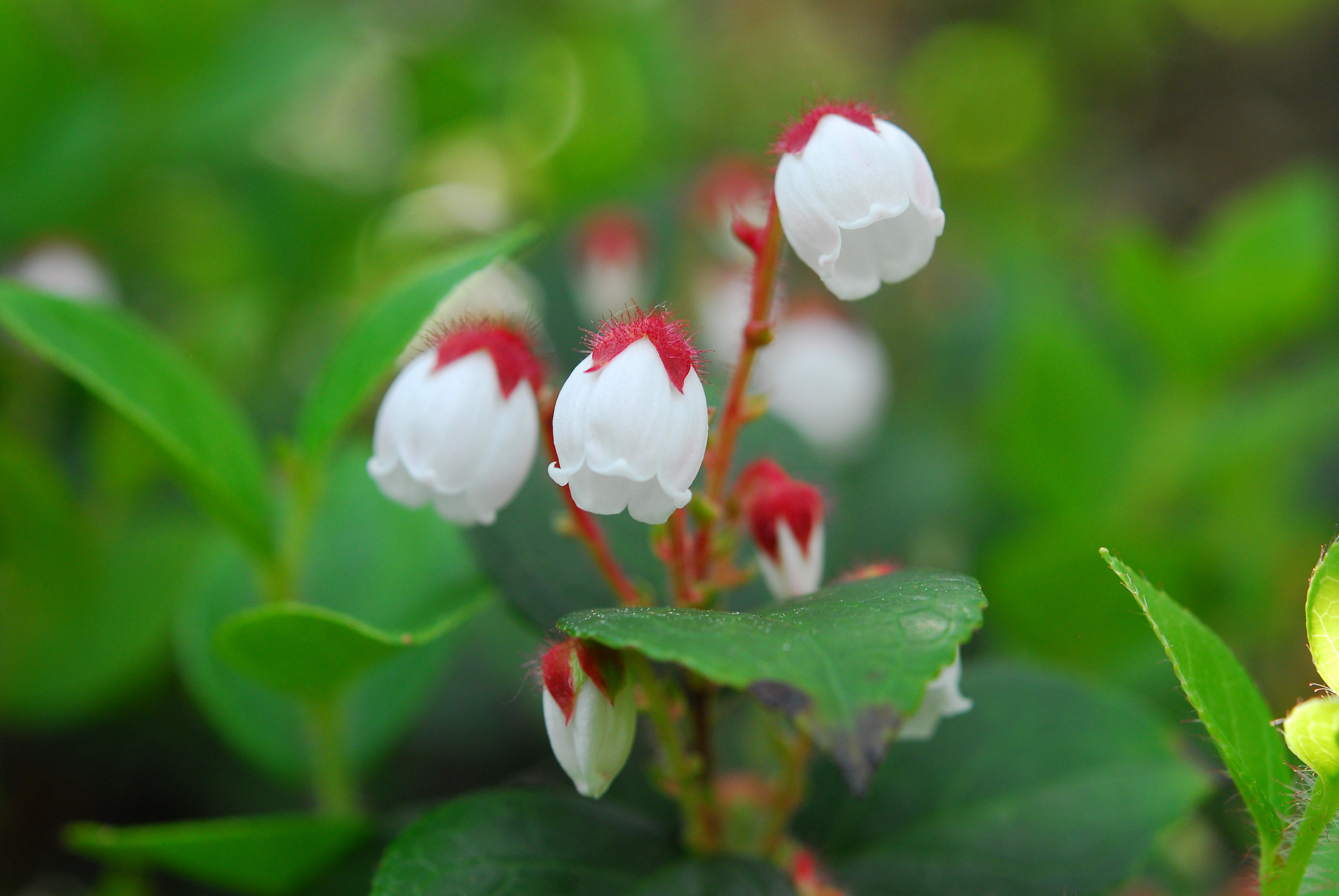 六甲高山植物園 アカモノ の花がかわいい 小さい鐘型の花 花びらがくるんってなってるのがかわいいポイントです 山地帯から高山帯の岩場や草地などに生える常緑矮性低木 日本固有植物 シラタマノキなどと同じ仲間です ロックガーデンにて見頃です