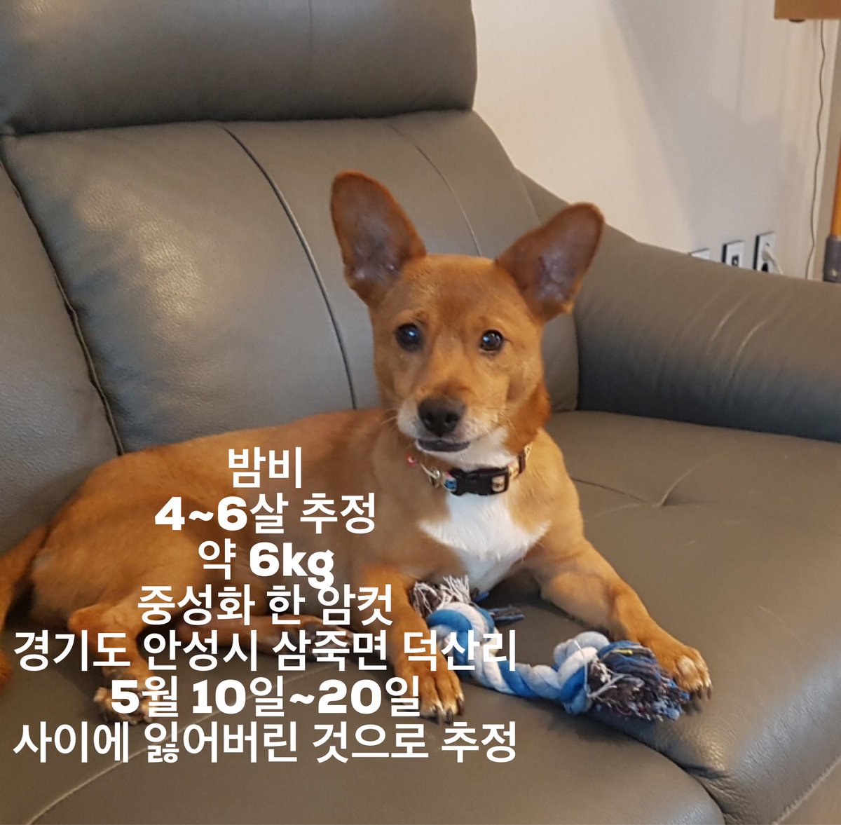 WithDog07's tweet photo. 알티부탁드립니다 경기도 안성시 삼죽면 삼백로 152에서 5월10~20일경 집 나간 갈색 믹스견을 찾습니다! 25일 죽산면 근처에서 보신분이 계시는데 삼죽, 죽산 사시는 분들 많은 관심 부탁드립니다 ㅠㅠ010-4817-3673 #유기견 #안성시 #삼죽면 #죽산리 #덕산리 https://t.co/0CyN8aEfbb