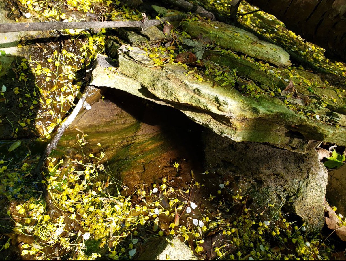 exploder_the's tweet image. 