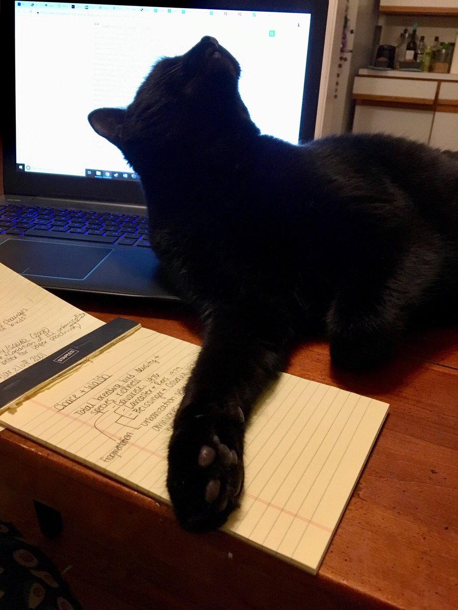 KayceMiller93's tweet photo. When you’re trying to work, but cat says no... this cat doesn’t even like me, btw. Who knows what his plan is. #Ares #cats #distraction #plottingagainstme https://t.co/BXXoKULDGo