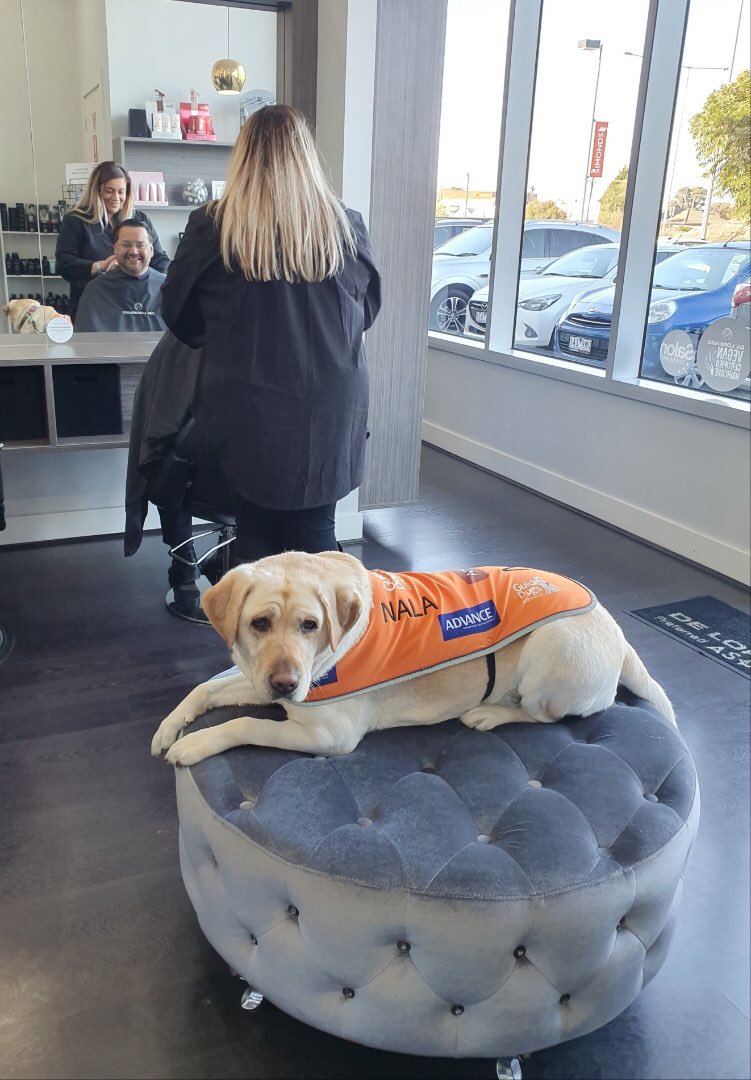 CraigOndarchie's tweet photo. Hardworking โฆ@GuideDogsVICโฉ Ambassadog Nala continues to tell everyone that #GuideDogsCanGoAnywhere. Even to the Hairdressers! #AccessAllAreas ๐๐พ๐พ https://t.co/BCFMXoiHXT