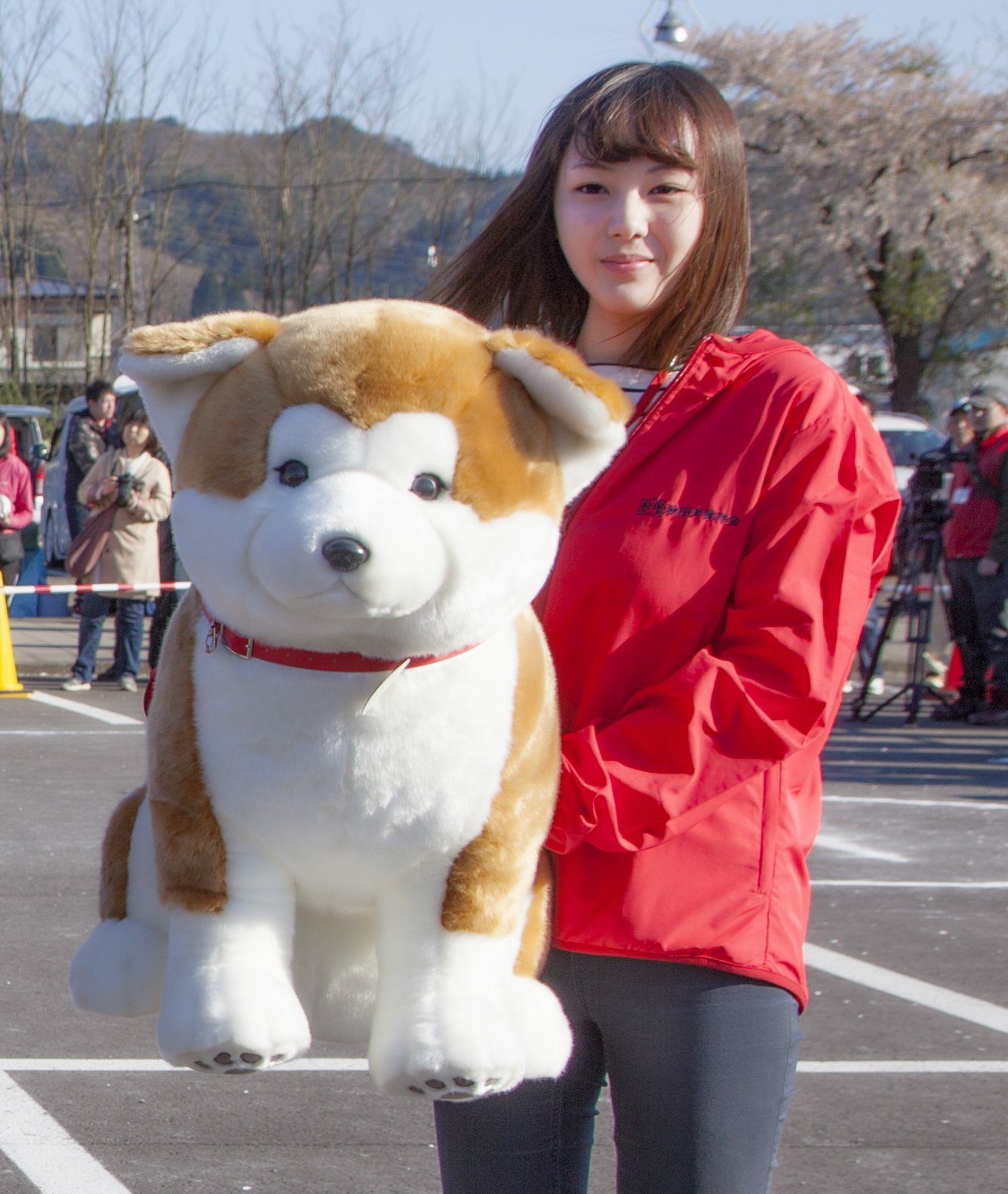 あきほ 秋田犬保存会 秋田犬会館 T Co 7c6fagg6j5 特大マサルぬいぐるみの販売を開始しました