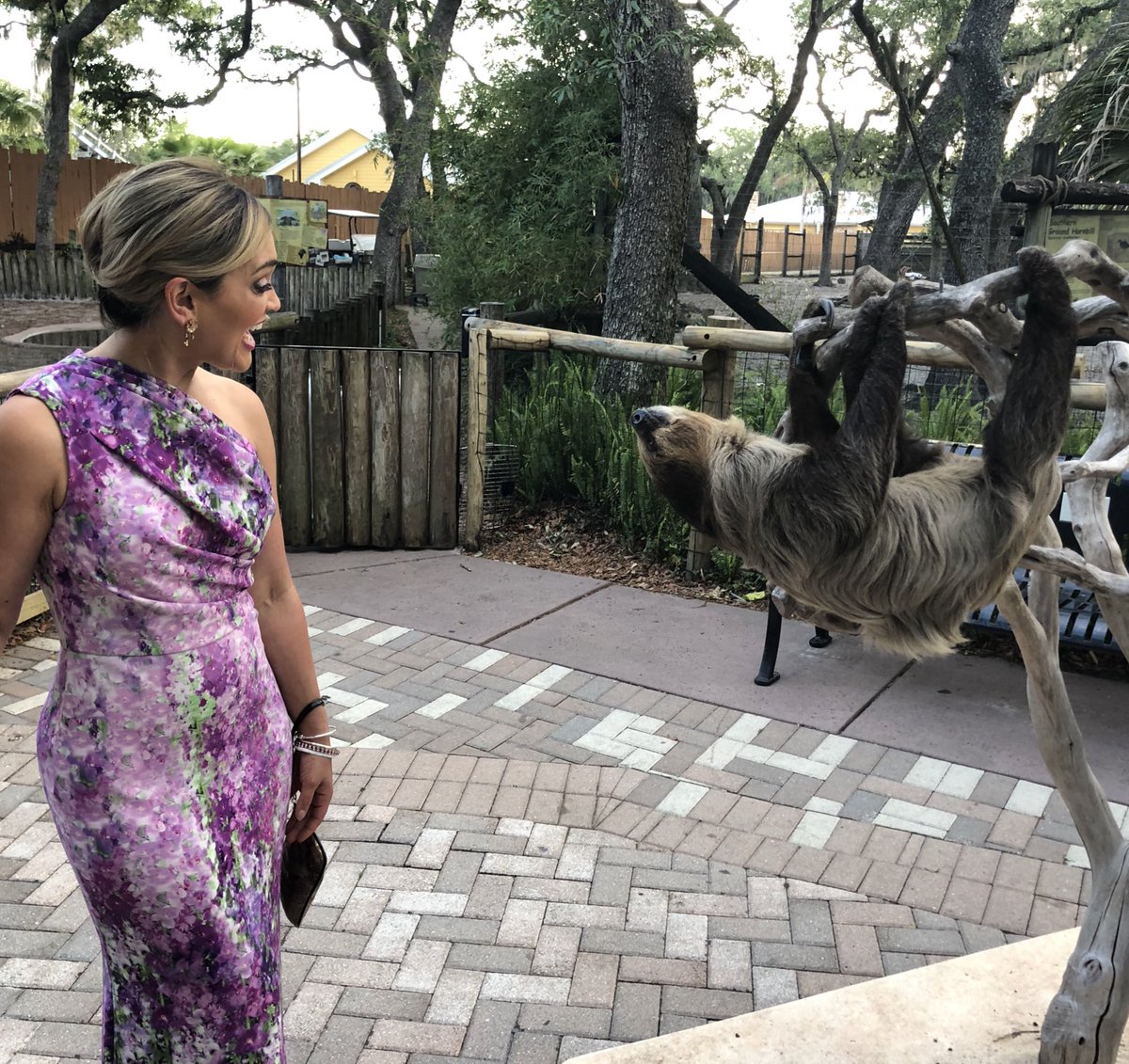 sorbonified's tweet photo. Week moving slow? Maybe you’re looking at it from the wrong angle #sloth #hidewithme @ZooTampa https://t.co/Ryh8D1JzDm