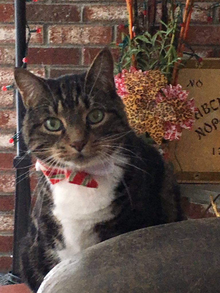 CatJunction's tweet photo. @SimonsCat Cooper J McSnugglepuss wouldn’t be caught dead without his dapper kitty bowtie! #dappercat https://t.co/FqQGuDhHqr