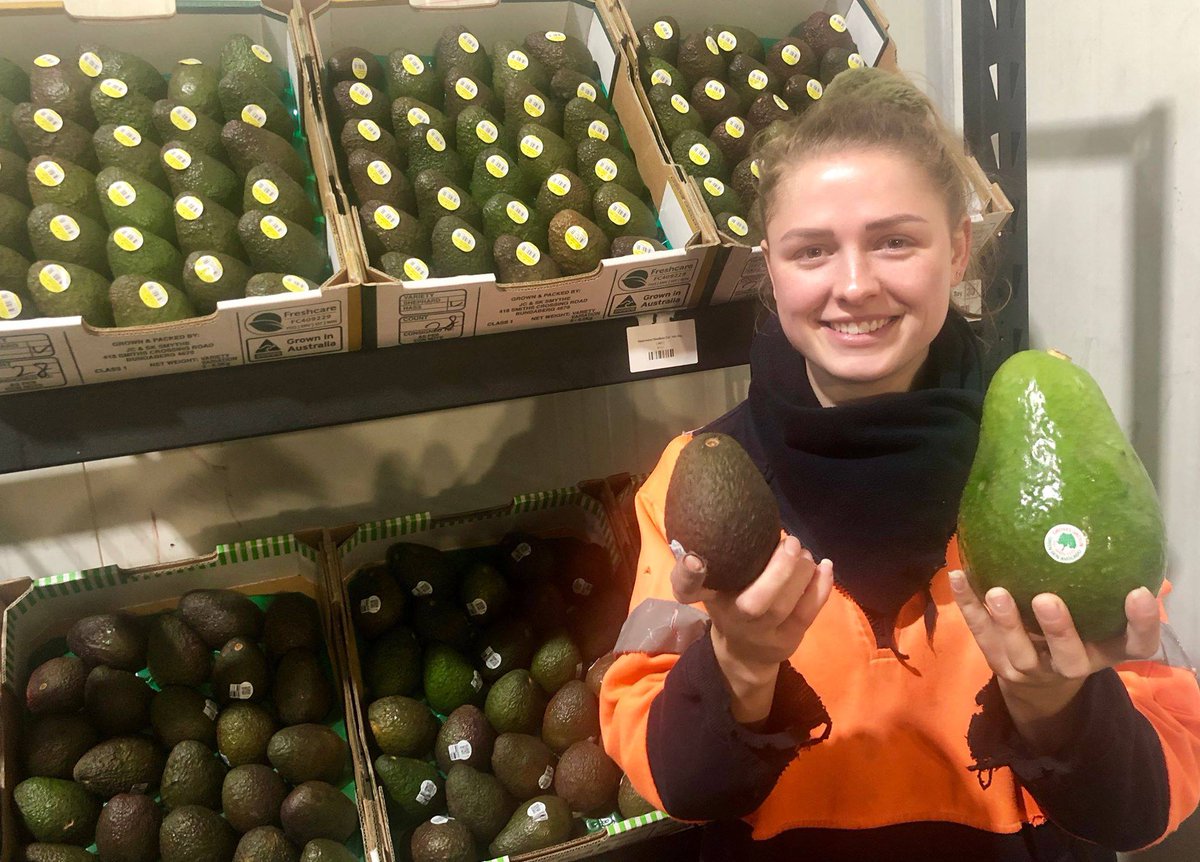 WAFresh's tweet image. Introducing the Avozilla Avocado!
#NewToWAFresh, these massive avocados, grown on a Queensland-based family farm, are up to five times the size of a typical variety, without sacrificing their signature buttery taste.
Get yours now before they sell out: wafre.sh/avozilla