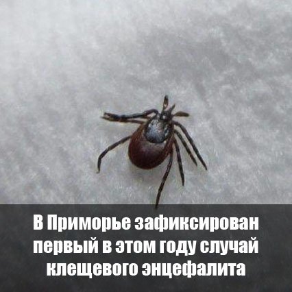 PrimVl's tweet image. primpress.ru/article/40678
#новости #Приморье #Владивосток #PRIMPRESS