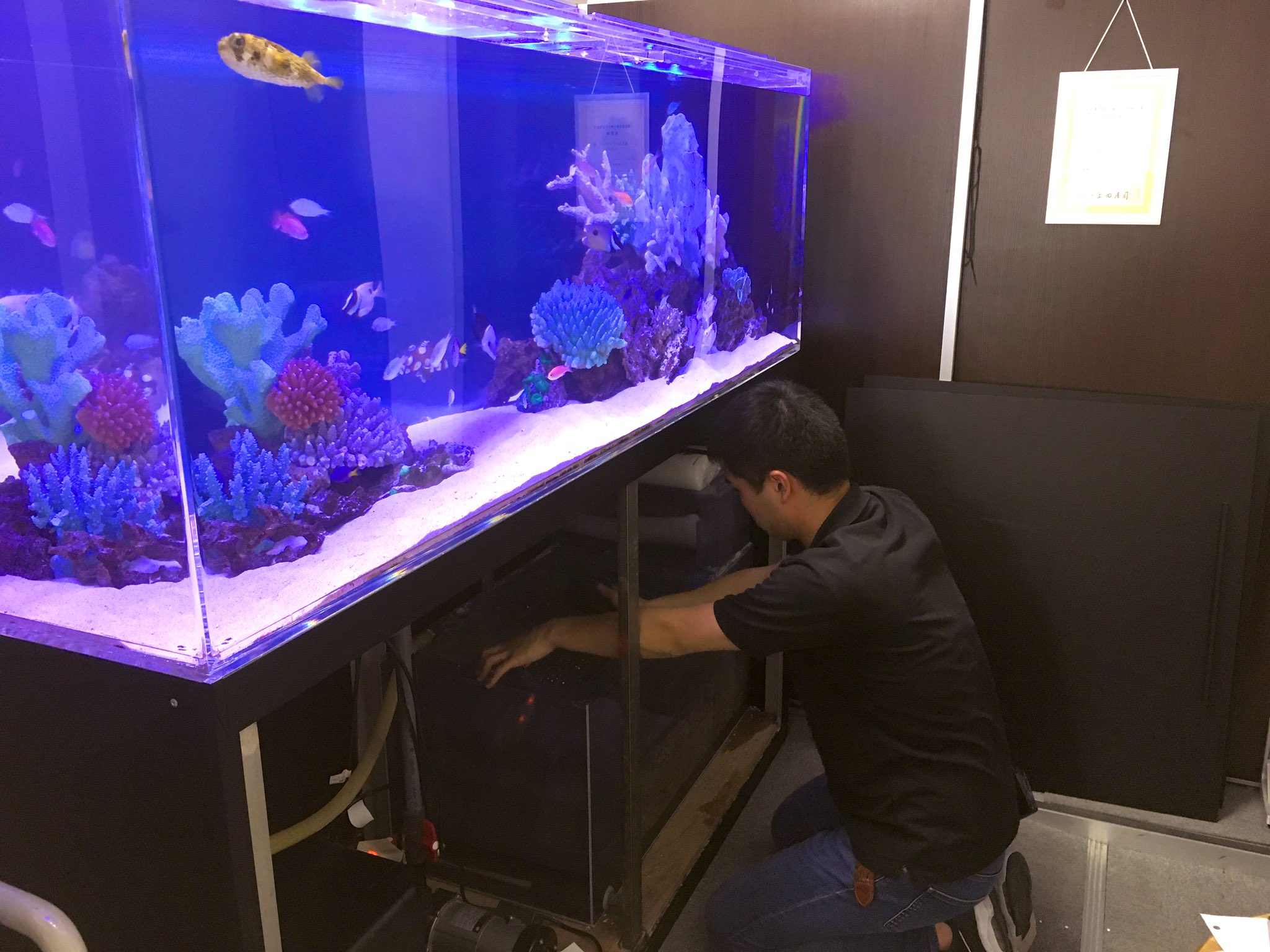 株式会社bisou 旧名アクアメイキング 水槽メンテナンス 水槽を綺麗にする事は当たり前で あまり見えない水槽 下の濾過槽周りまで綺麗にすることが大切だと伝えると 新人の従業員は 一生懸命 綺麗にしていました 水槽メンテナンス 濾過槽 T