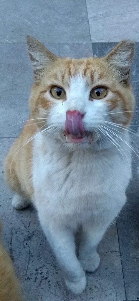 Ver imagen en Twitter