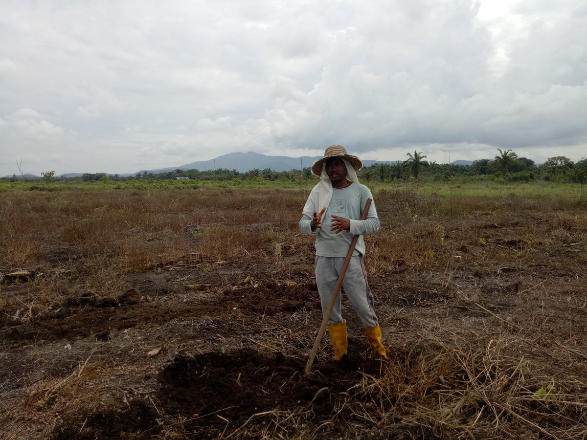 drongong's tweet photo. #malaysianpineapple
#malaysianpineapple
Tambah plot baru.
Tanam 25ribu benih. https://t.co/4vFMS20BRt