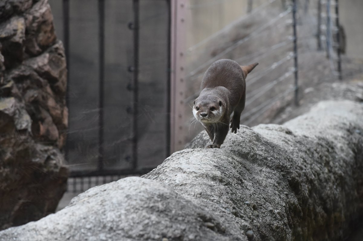 上野動物園 公式 On Twitter 輸入の際に このカワウソは繁殖施設で生まれた と記録があっても 実は違法捕獲された野生個体の疑いが濃厚な事例もあります Snsだけでなく 現実でも行われている カワいくないウソ に騙されないように 真実を見極める力が必要に