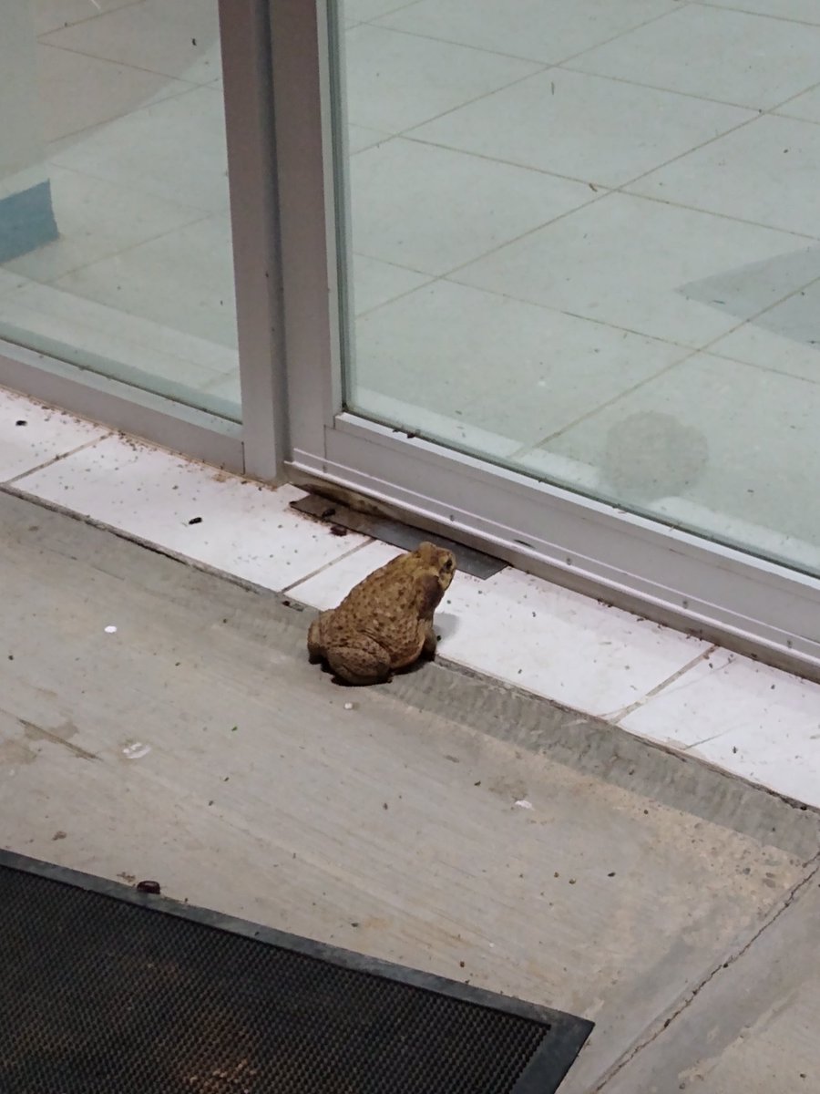 EduOrtegaIbarra's tweet photo. The toad is a nocturnal animal and feeds on insects and small vertebrates.

#toad #toads #toadas #toada #toadsofinstagram #toadvance #toadinthehole #toadette #toadthewetsprocket #toadtattoo #toadies #toadm #toadorando #toadfishoutfitters #firebellytoad https://t.co/WDvCq12G1f