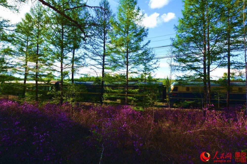 PDChina's tweet photo. All on board, we are now heading to a world of forest and azaleas in N China’s Great Xing’an Mountains. https://t.co/hMiQCujwfY