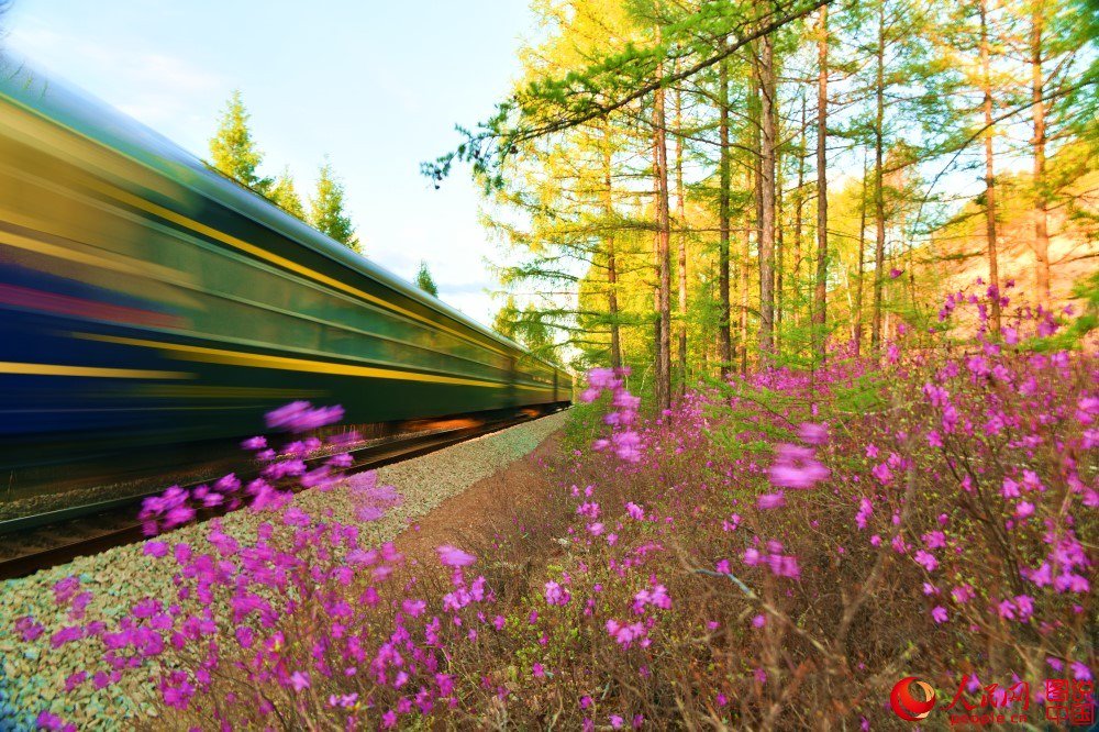 PDChina's tweet photo. All on board, we are now heading to a world of forest and azaleas in N China’s Great Xing’an Mountains. https://t.co/hMiQCujwfY
