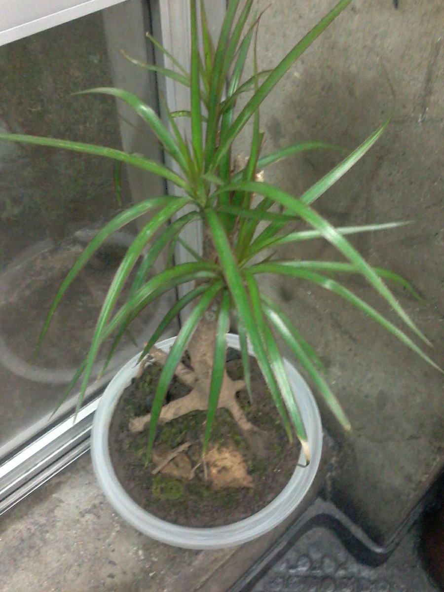 BonsaieArte's tweet photo. #DracaenaMarginata #Dracena 
#OriginariaDaAfrica 
#QuaseQuatroAnos 
#Neagari #RaizesAereas #RaizesExpostas 
#BonSai #BonSaiEArte #CasaCor #AoVivoEMuitoMaisBonita 
R$149,00 https://t.co/EAckGrUfZF