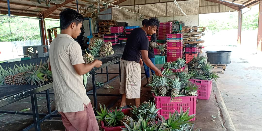 HengPineapple's tweet photo. Kerja-kerja EXPORTS pineapple#malaysianpineapple https://t.co/Mc9lLw7GvY