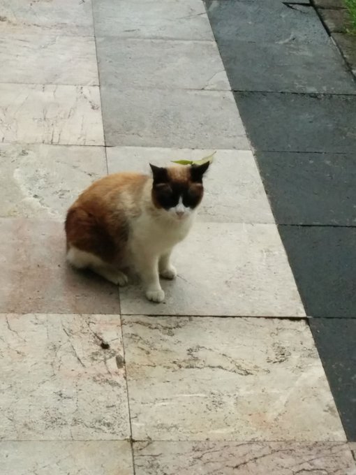 Ver imagen en Twitter