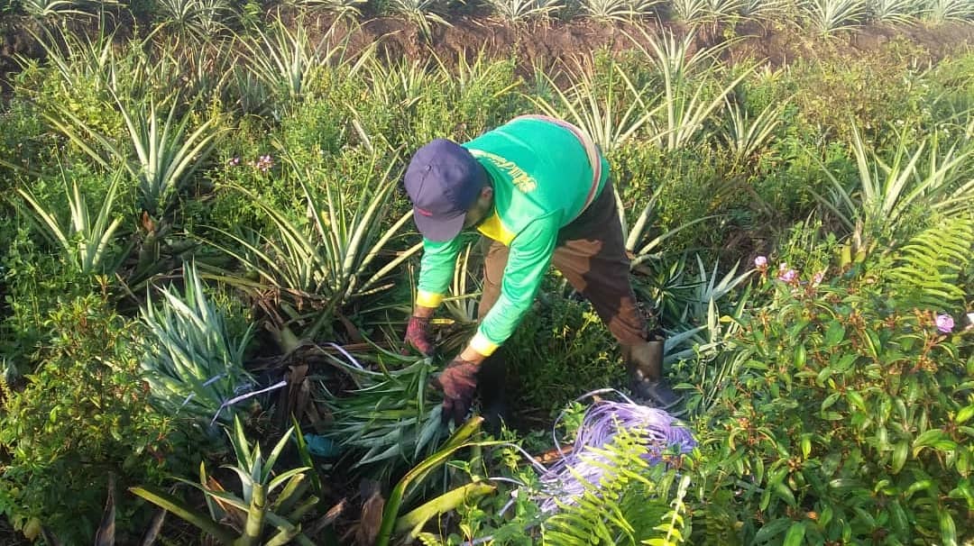 HengPineapple's tweet photo. Cabut benih MD2 di ladang https://t.co/jZdIHOD0vS