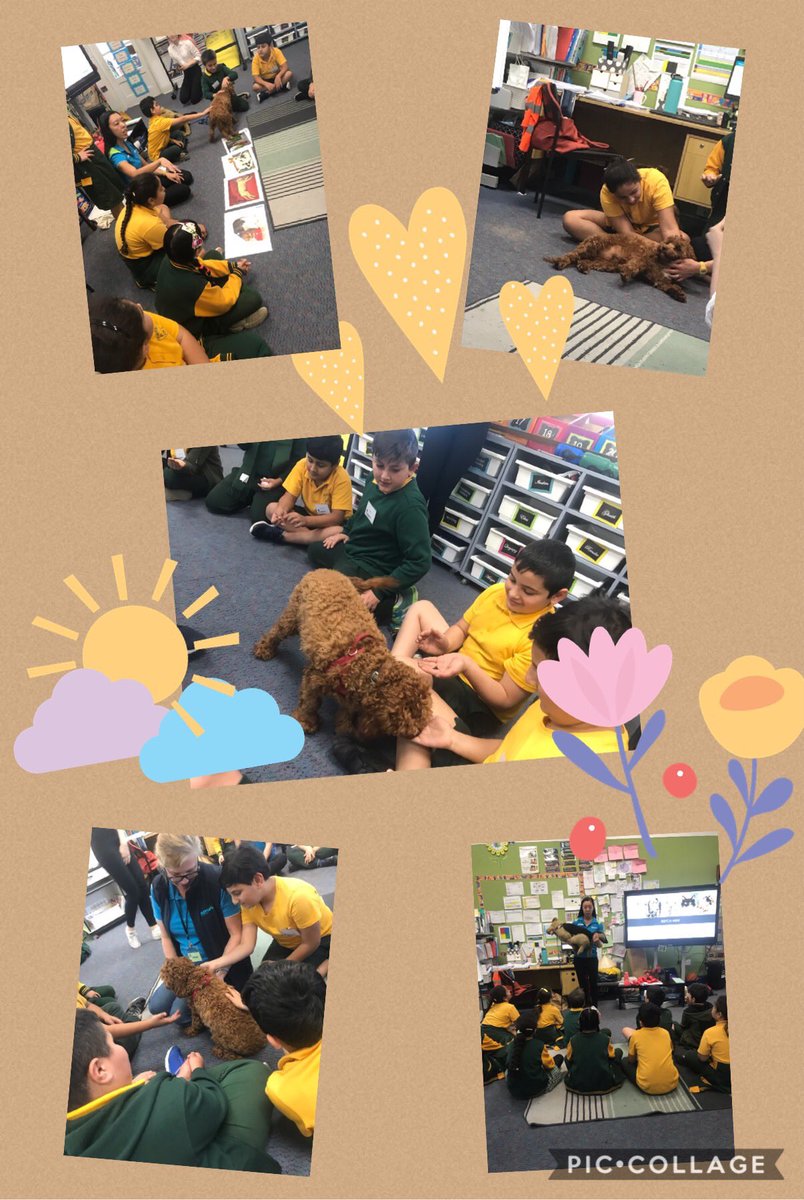 Classroom teacher (@msbnguyen) on Twitter photo Some of our first interactions with an actual dog. An absolutely unforgettable experience for 3-5N. #safety #trevor #cavoodle #ournewfriend #emotions #identifyingfeelings <a href="/RSPCANSW/">RSPCA NSW</a> <a href="/Genelle029/">Genelle Petruszenko</a> <a href="/FairWestPS/">Fairfield West PS</a> Some of our first interactions with an actual dog. An absolutely unforgettable experience for 3-5N. #safety #trevor #cavoodle #ournewfriend #emotions #identifyingfeelings <a href="/RSPCANSW/">RSPCA NSW</a> <a href="/Genelle029/">Genelle Petruszenko</a> <a href="/FairWestPS/">Fairfield West PS</a>