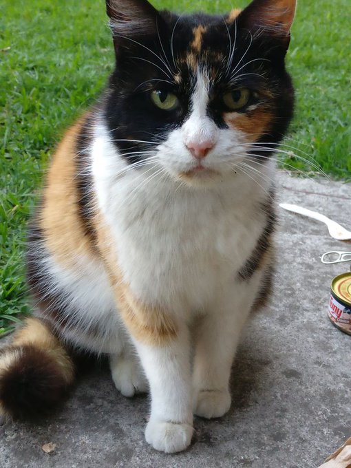 Ver imagen en Twitter