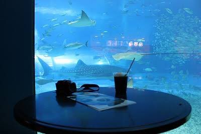 大人スイーツ部 カフェ オーシャンブルー 美ら海水族館のカフェ ジンベイザメ見ながらお茶なんてシチュエーションはきっとないと思う