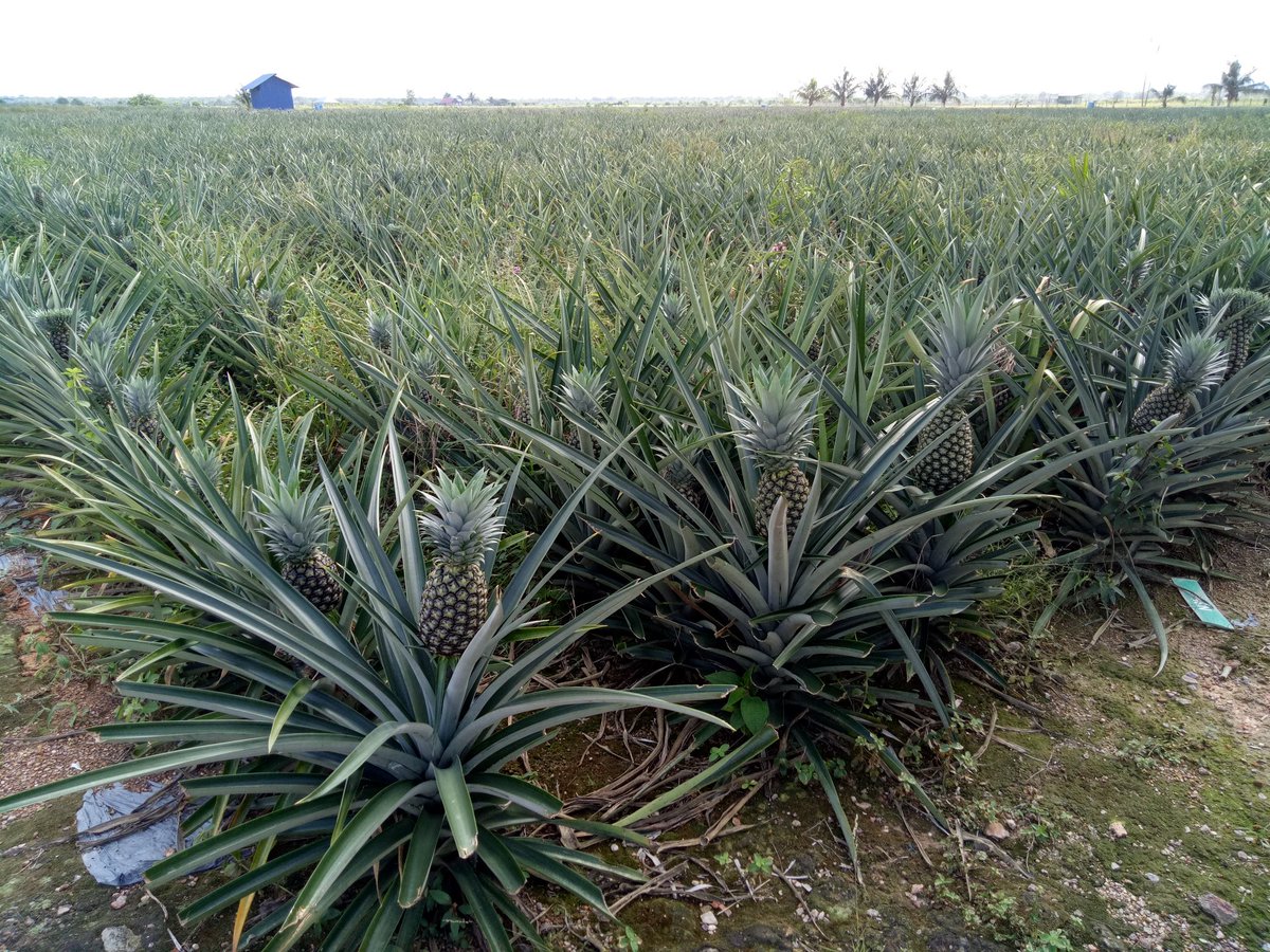 drongong's tweet photo. #MD2Pineapple
#malaysianpineapple
Nanas MD2 adalah yang paling disuka oleh orang ramai. Ia juga merupakan nanas yang dapat ditanam di seluruh Malaysia. Ini sebab buahnya tidak lidas, tidak masam tetapi sangat manis,  sesuai dimakan segar, diproses kepada makanan. https://t.co/qNt3b9G5E4
