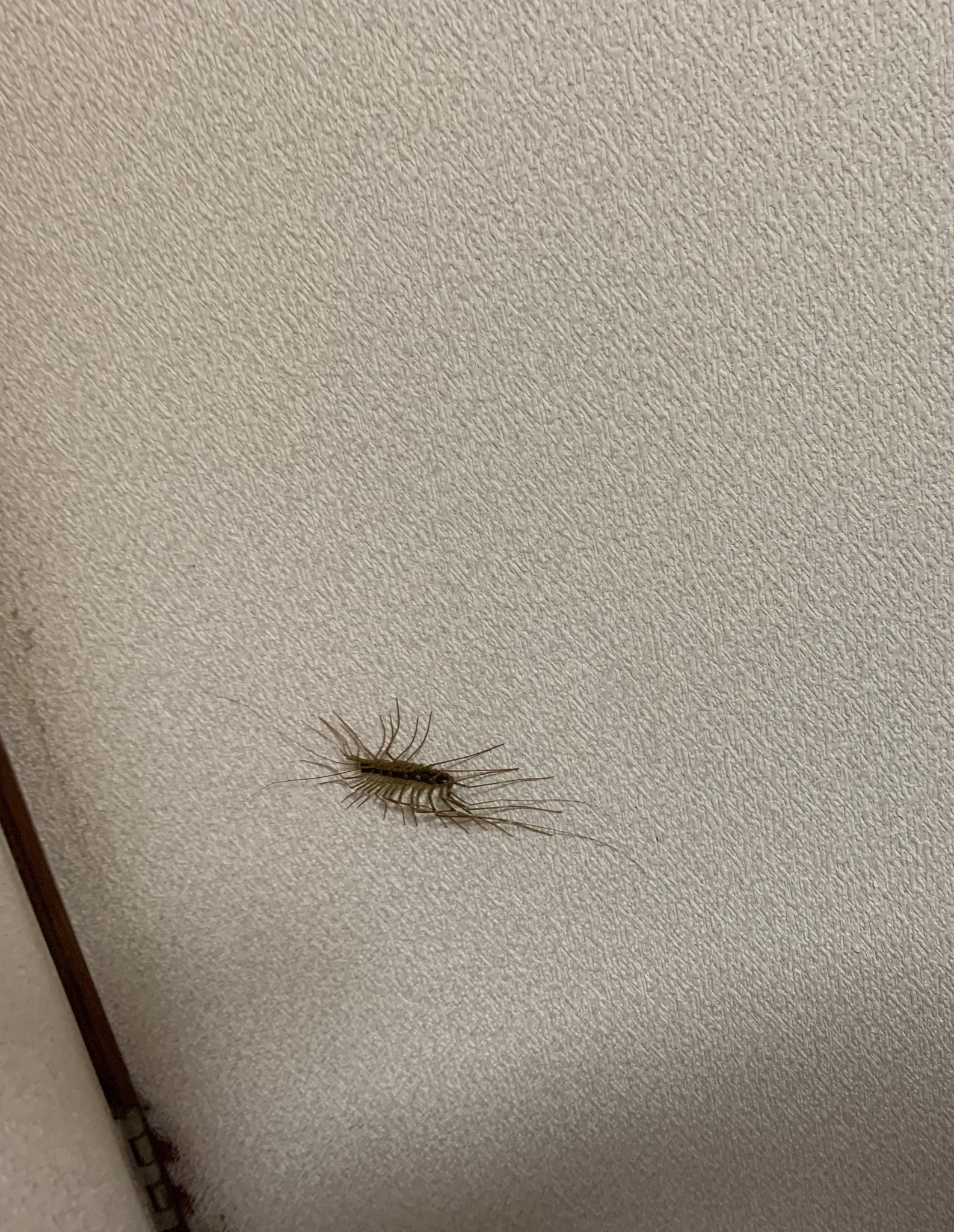 りゅうか めっちゃでかいめちゃくちゃキモい虫家におってんけどなにこれ T Co M5zy2mklau Twitter