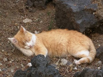 Ver imagen en Twitter