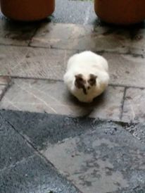 Ver imagen en Twitter