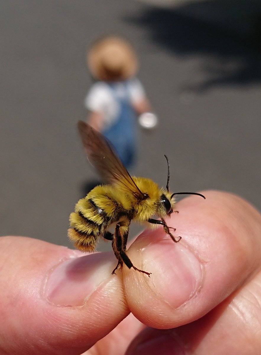 高柳ゆずる ｗillow ｗorks もふもふライポンさんゲット コマルハナバチという指さない蜂なんです 4レア T Co Snityzybba Twitter