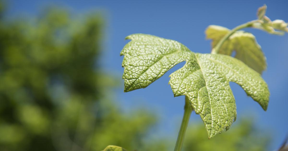 WineLandSA's tweet image. Organisers of the international viticulture, enology and distillery technology trade fair, #Intervitis #Interfructa, has announced that the show will revert back to its three-year cycle in Stuttgart, Germany from February 2022 onwards: bit.ly/2KdUpos