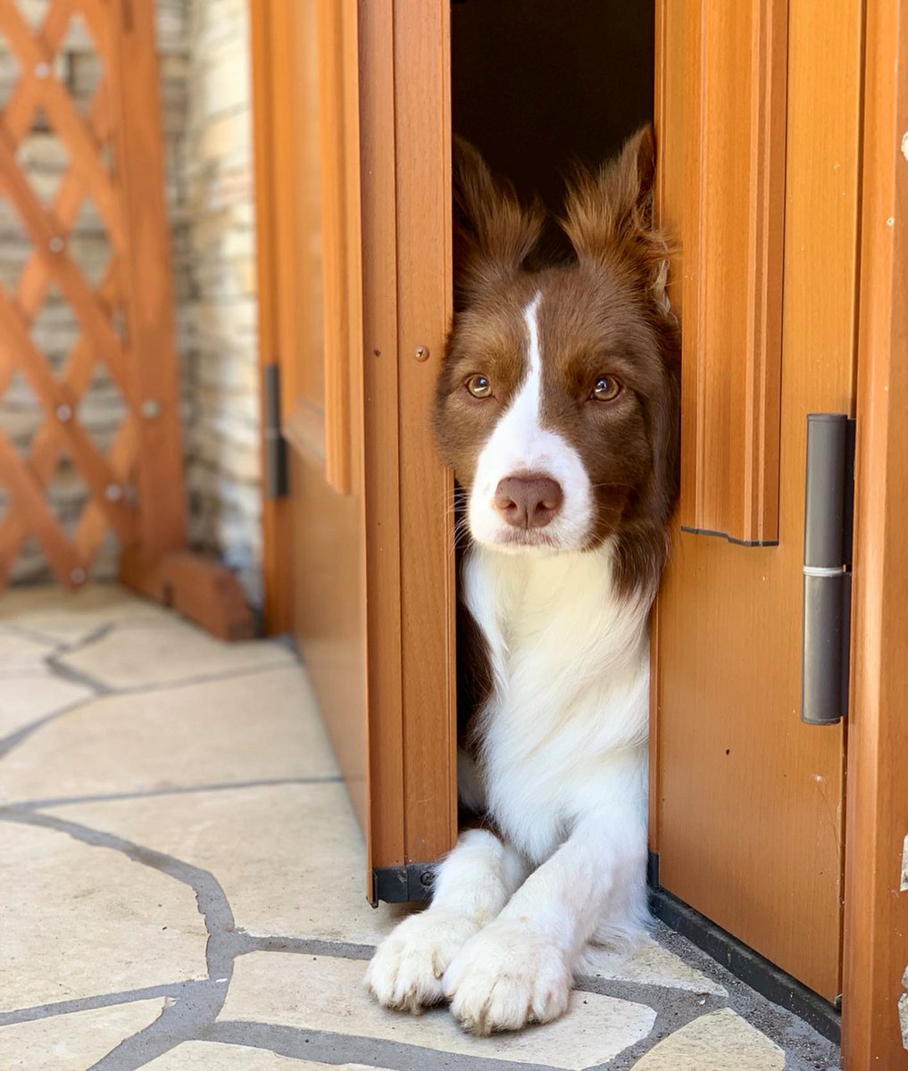 モカッシュ Kazuko Al Twitter 我が家の可愛い茶色ちゃん ボーダーコリー大好き ボーダーコリー Bordercollie 愛犬 チョコボー 邊境牧羊犬 犬バカ部 ワンコなしでは生きて行けません会 かわいい Doglife Bordercollielife ボーダーコリー多頭飼い